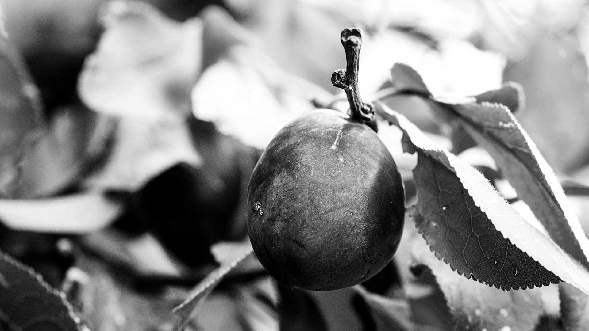 Memento umetnost pravljenja rakije berba